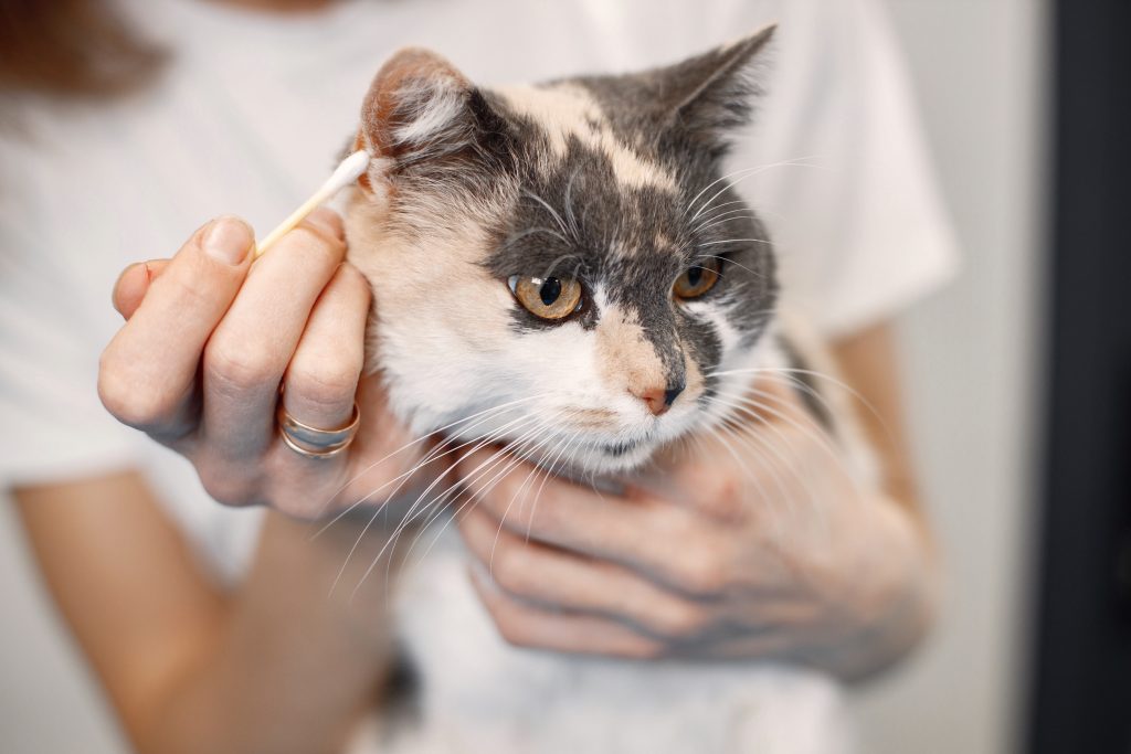Cat Grooming At the Rich Groomer