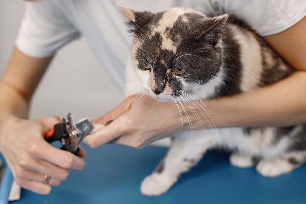 Cat Grooming At the Rich Groomer
