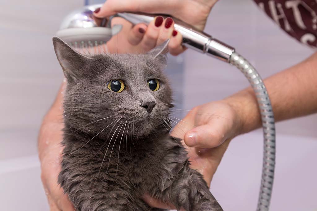 Cat Grooming At the Rich Groomer