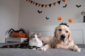 7 Reasons Your Pet Benefits from Brick and Mortar Pet Groomers: Expert Insights from The Rich Groomer Dog and Cat Groomers in Sacramento