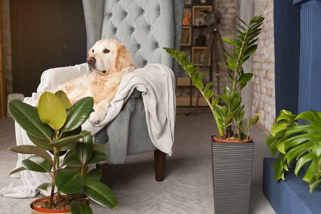 The Safety of Pet Hair Dye: Expert Insights from The Rich Groomer Pet Groomers in Sacramento