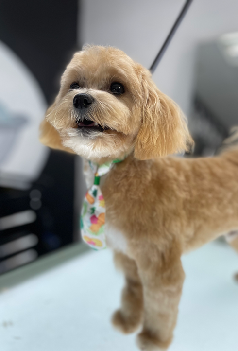 Poodle being groomed at the rich groomer, the #1 Dog & Cat Grooming Services in Sacramento